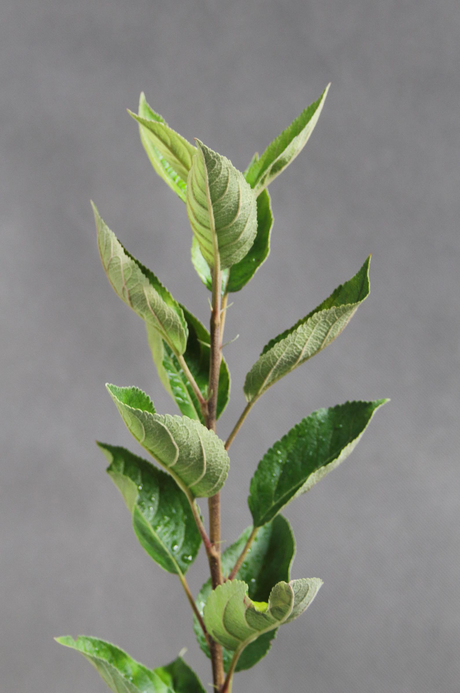 cbd0c5a027b39eeb41c215bead14800c