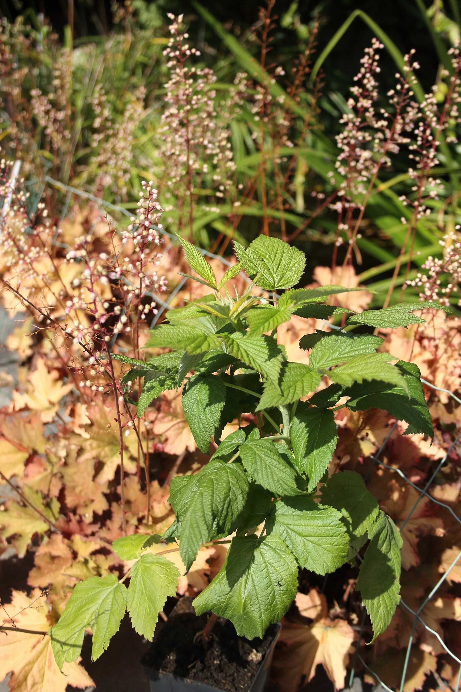 a7dc7dac1ba8fe66f88fb434950a1d06