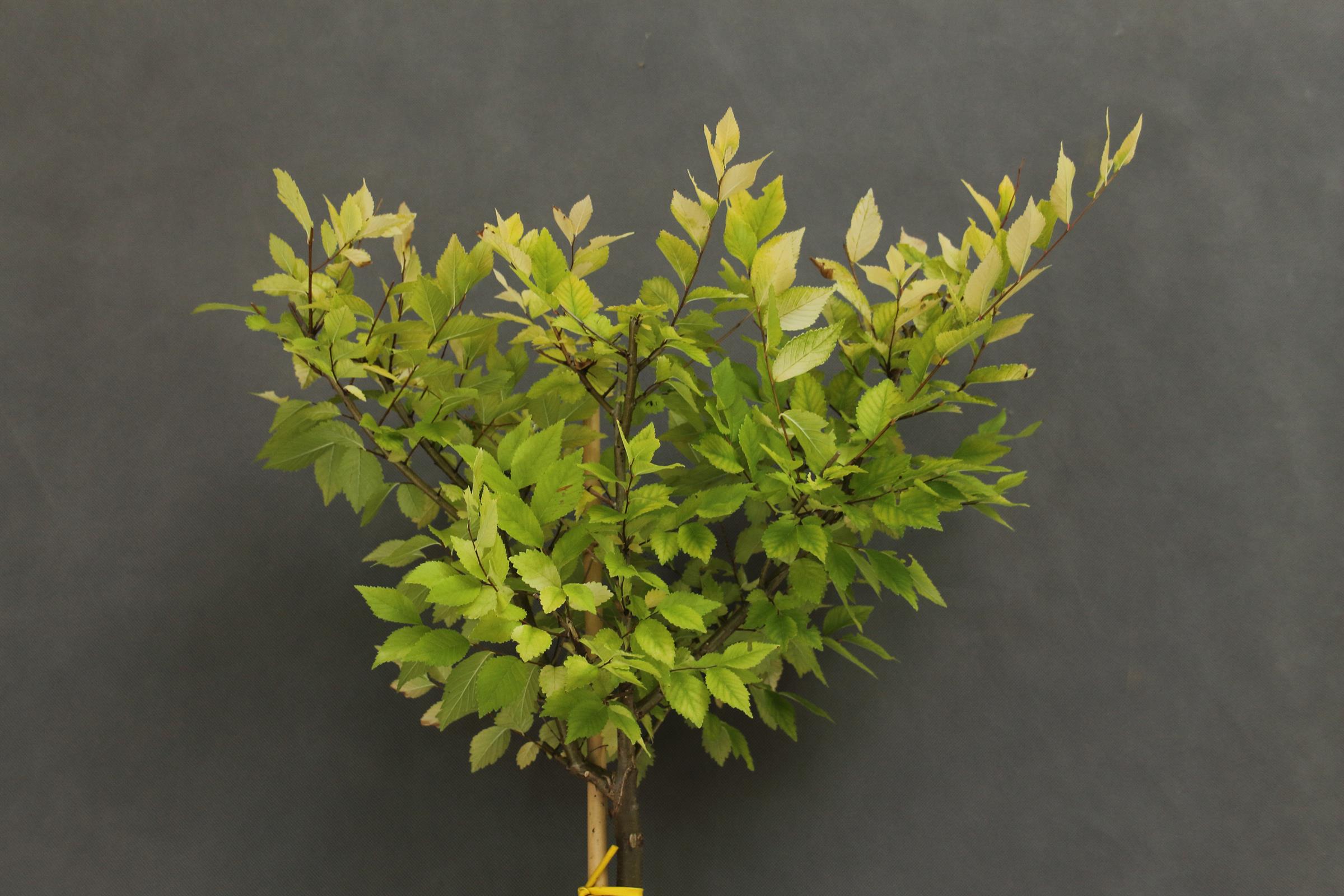 4b2b395273f01a5d94b911aecc4063da