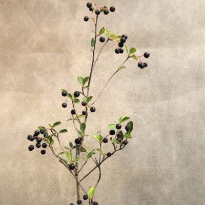 ddfde41867e06ad877c71ede9c4bf448