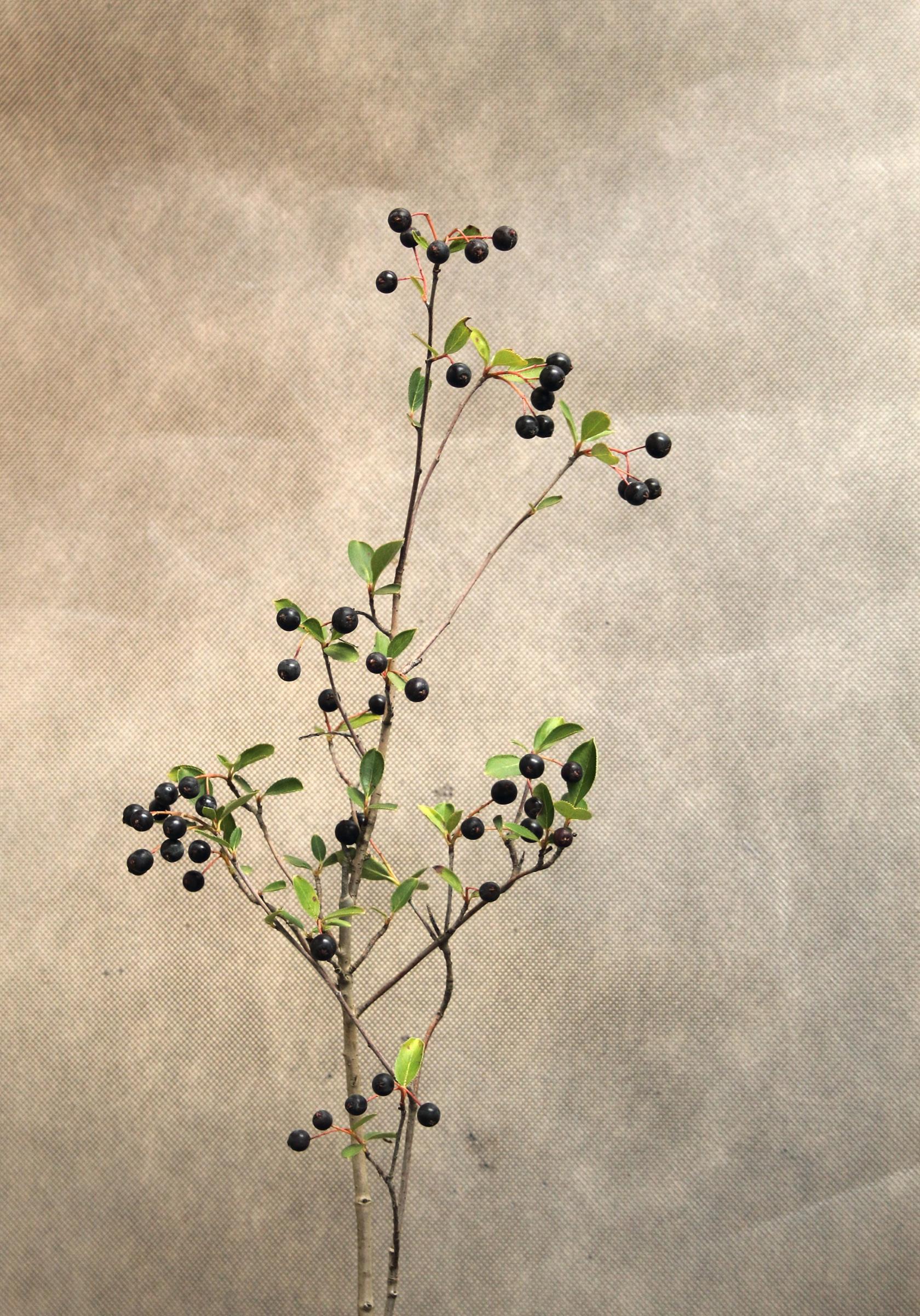 ddfde41867e06ad877c71ede9c4bf448