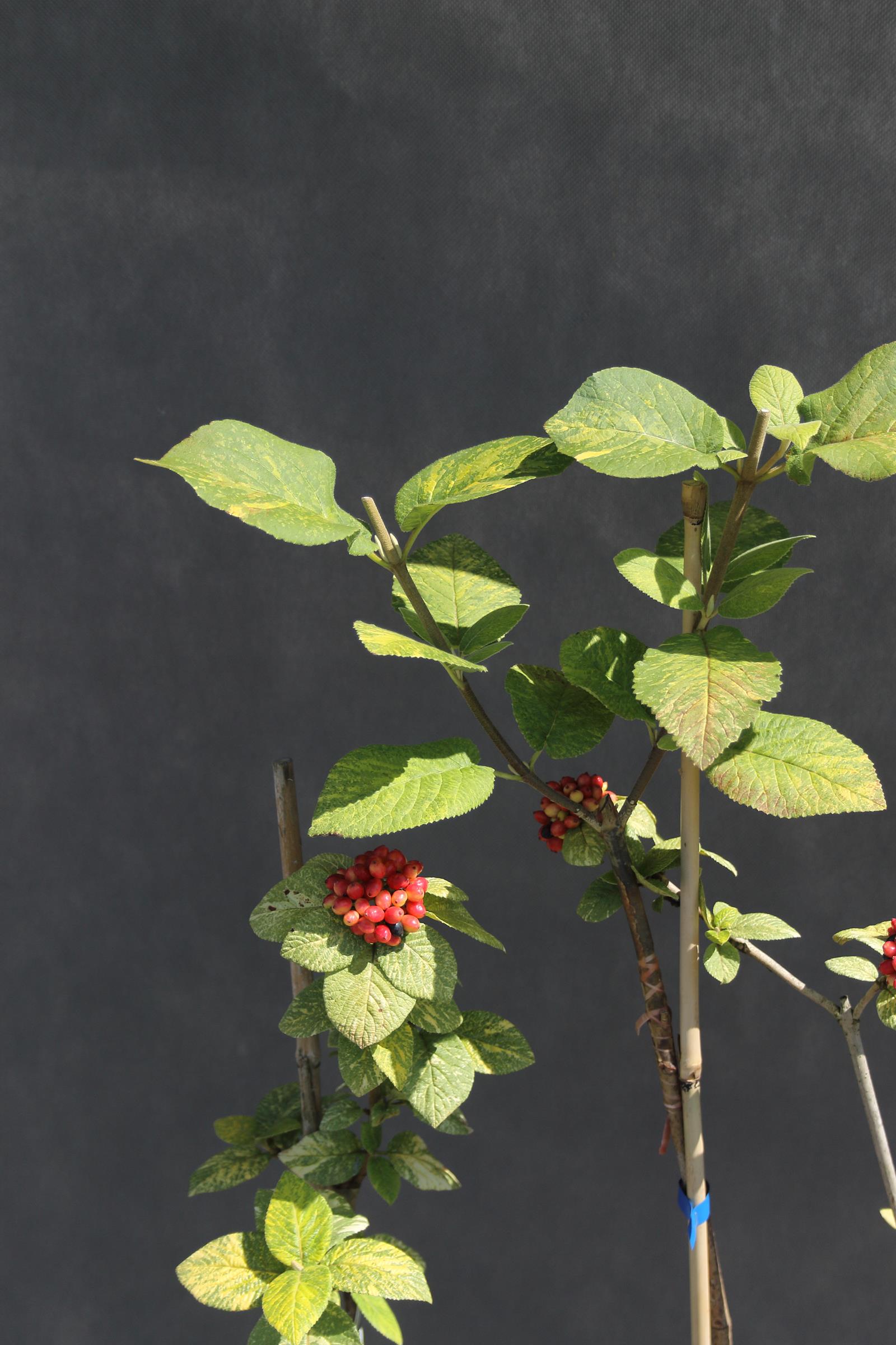 2e039c69df1462fedbe89bb3c2315465