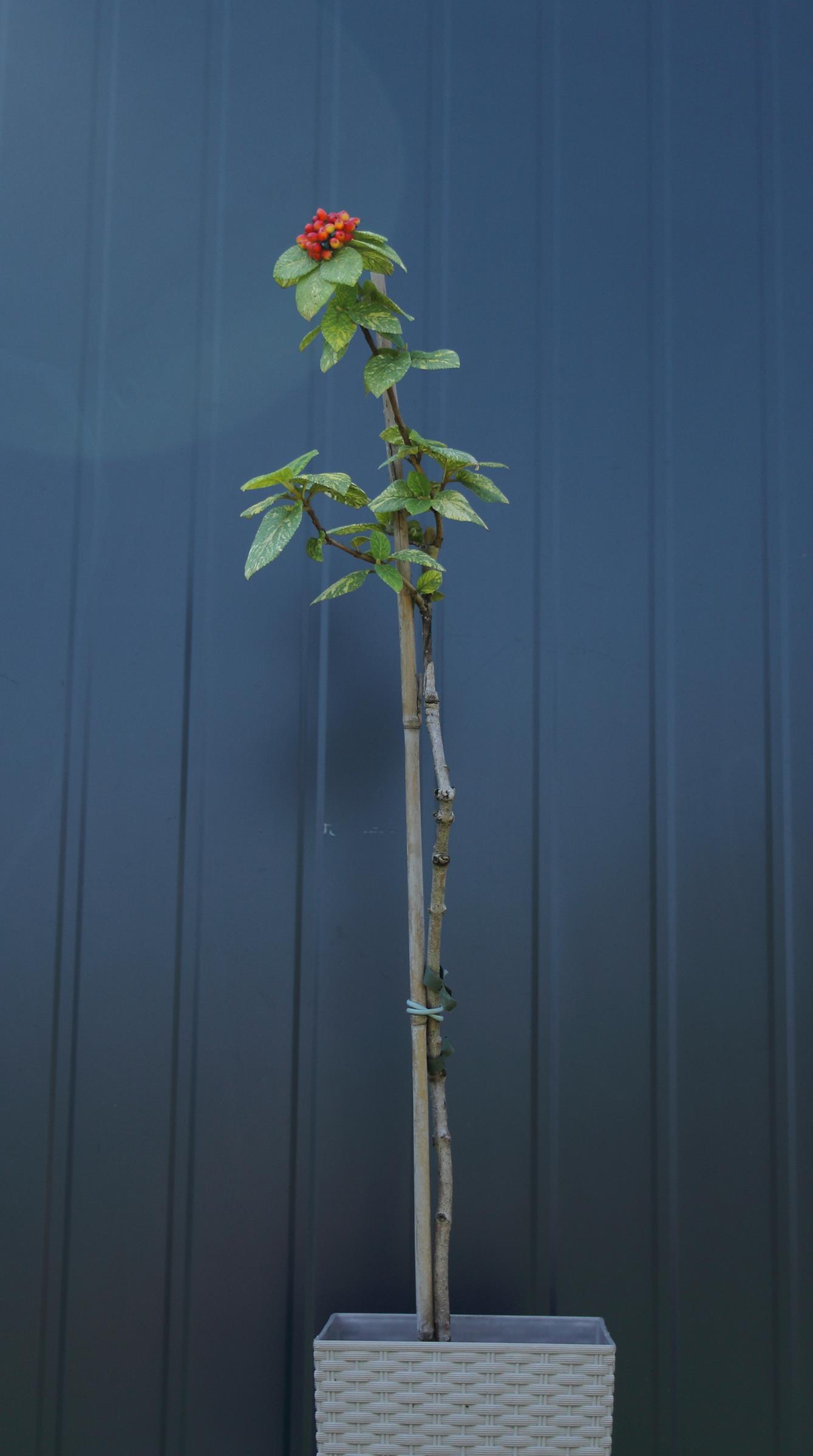 4ef5c2812ca8773d0bbc4b17fbb93a2a