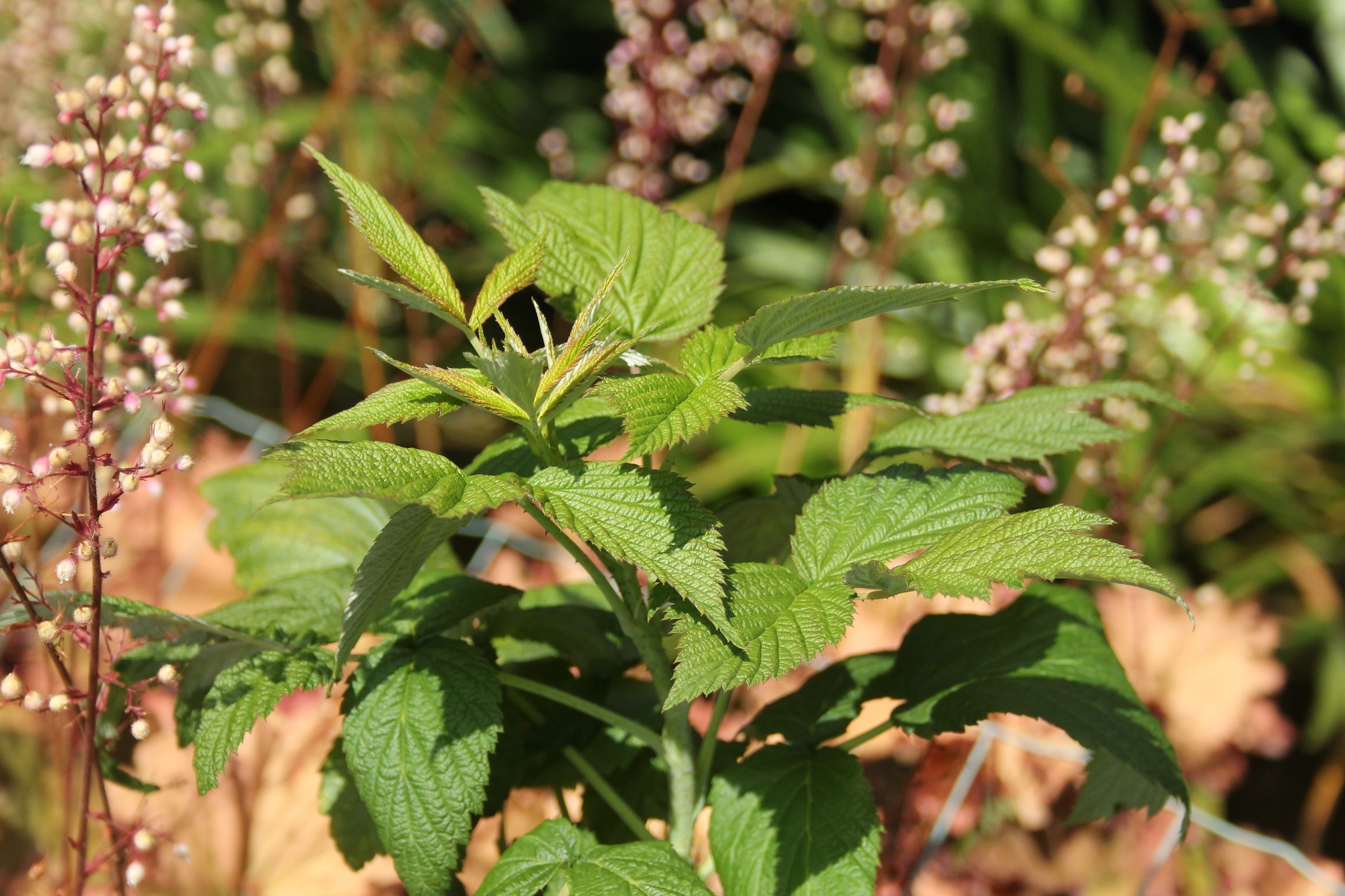 d843e0f2f9137cb6a730cc500dd54b44