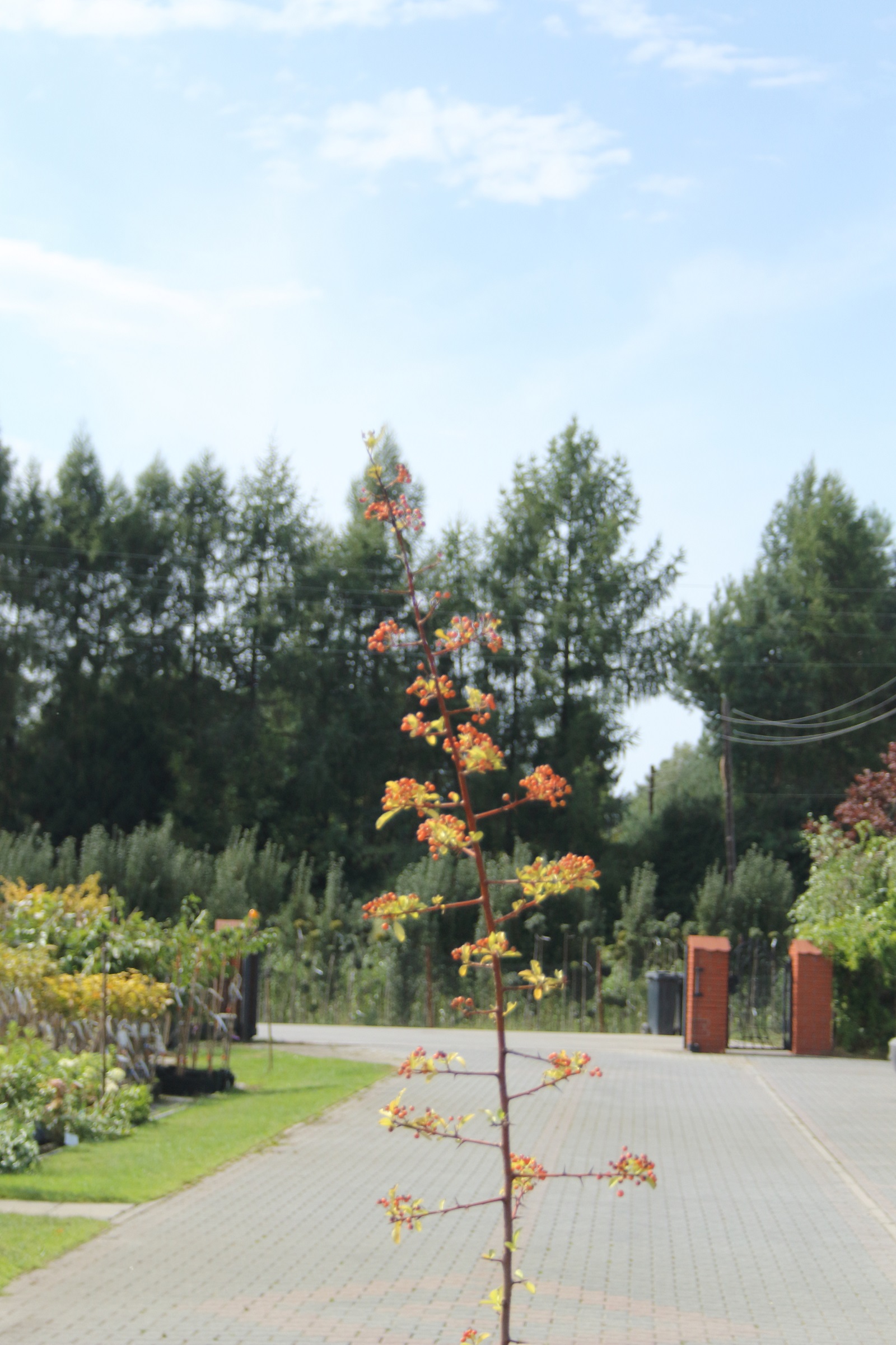 0d4eba09d23c3c18212a41d74d81b397