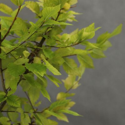 6e092b5f26beb015138e828c36f5b268