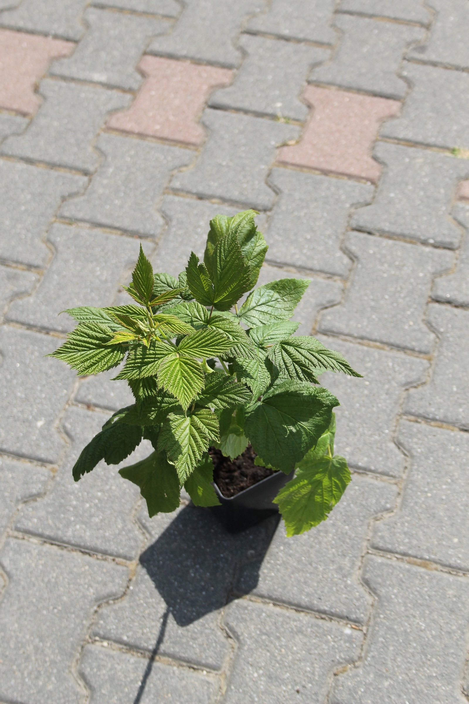 755e2978fa66c16cad1d3179b60576cf