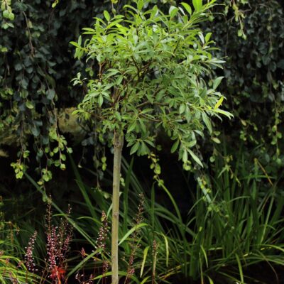 339a951a9f5e97f4c830799f34d3fc6f