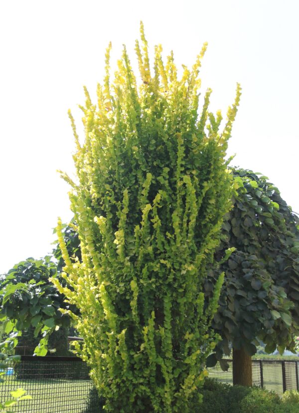 42f495bc5be795e1a2c28e9a7234ced3