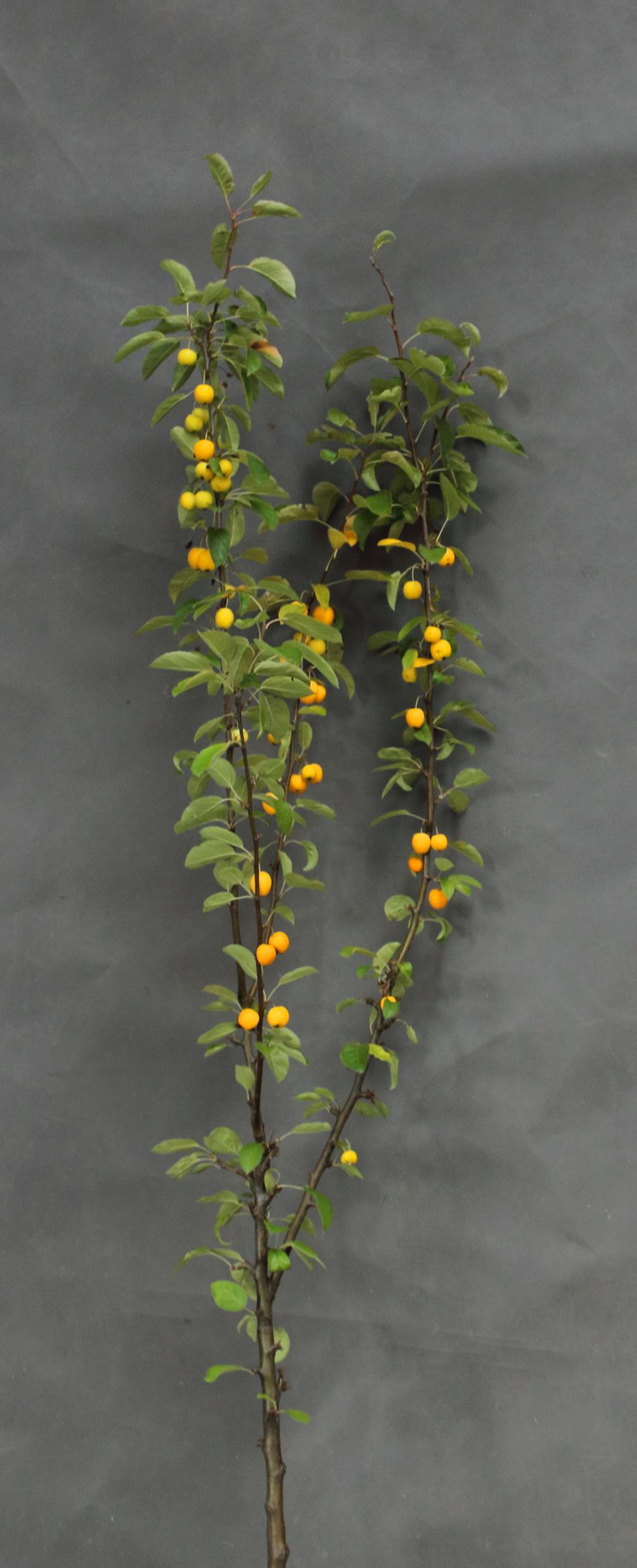 239fe581e9a1cff49ecc2dd755b235b4