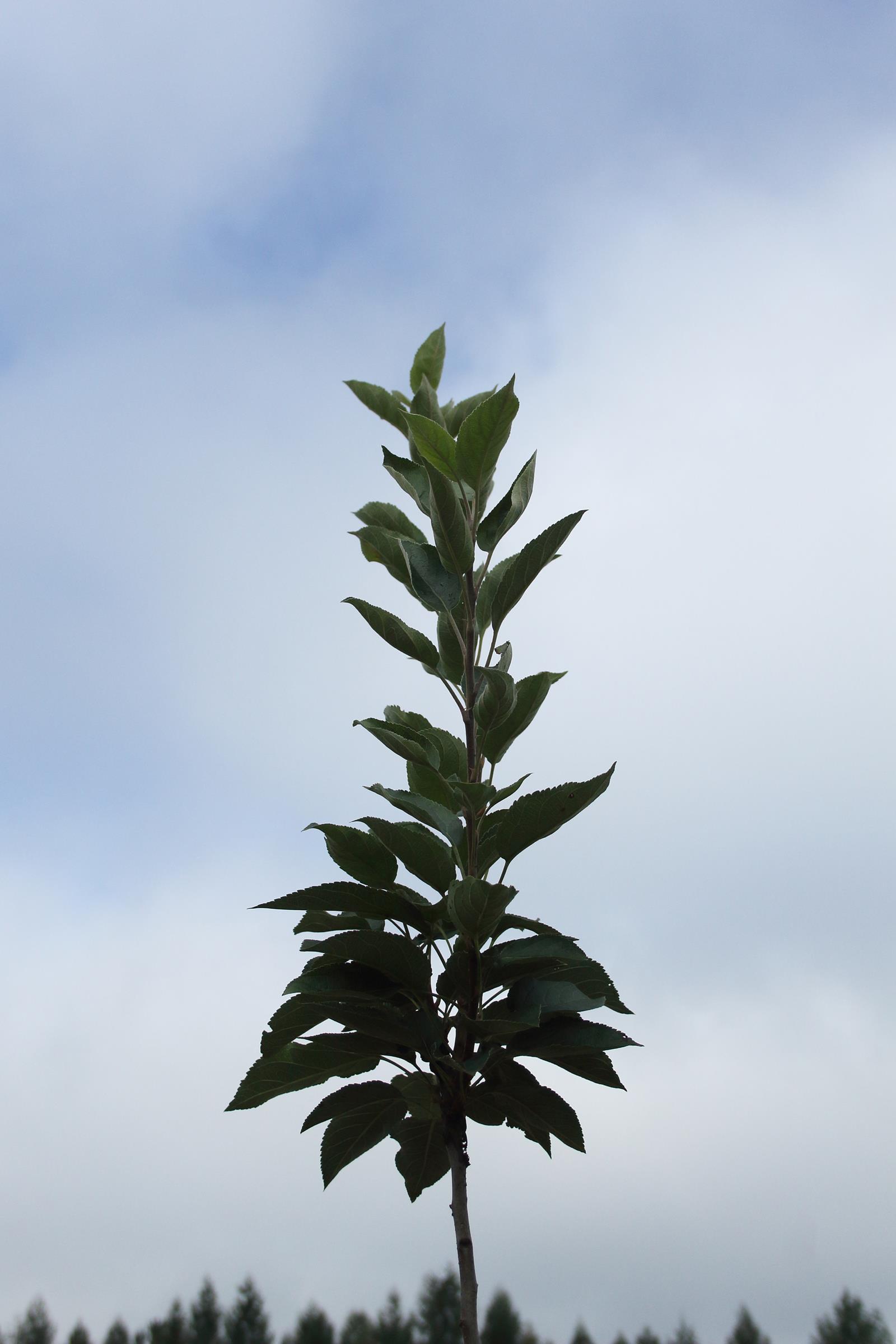 b8ca726ed0e5283e0aa1371816c919a9