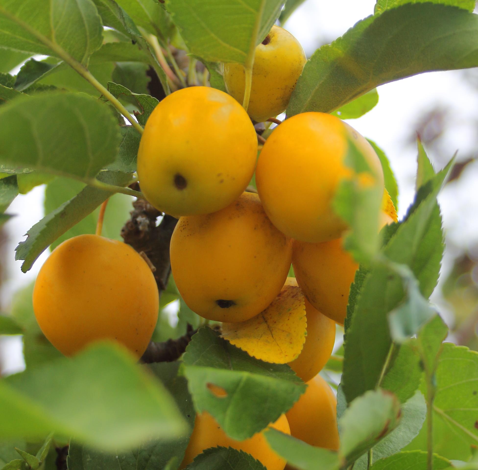 4898f75b71003982d7a0b391d5dc54e8