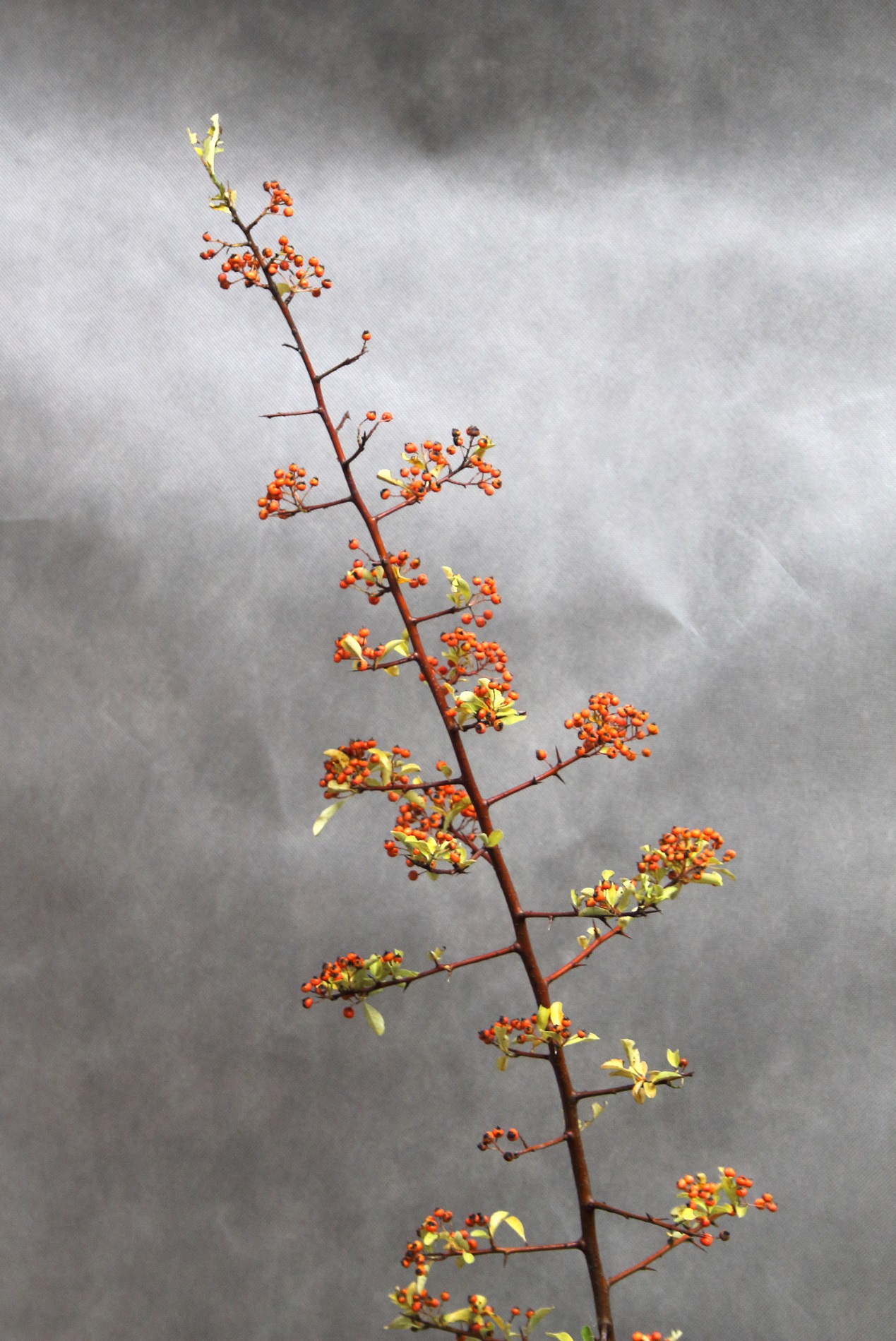 2d56033be4c99d98c32e72520452fa18