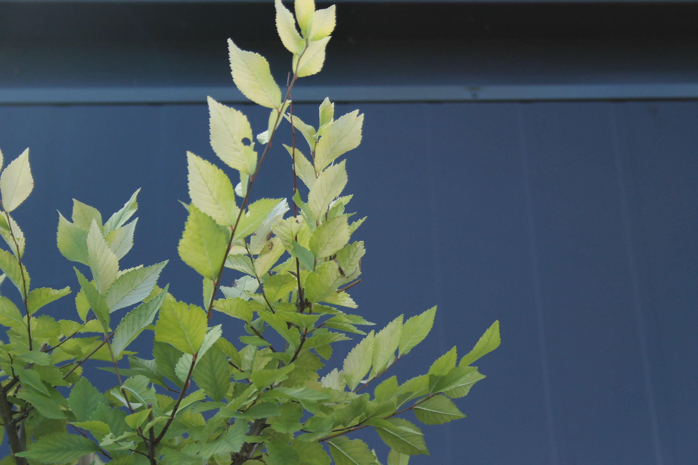 0fcfa97bb7c19c7fa3e0e3e600e33055