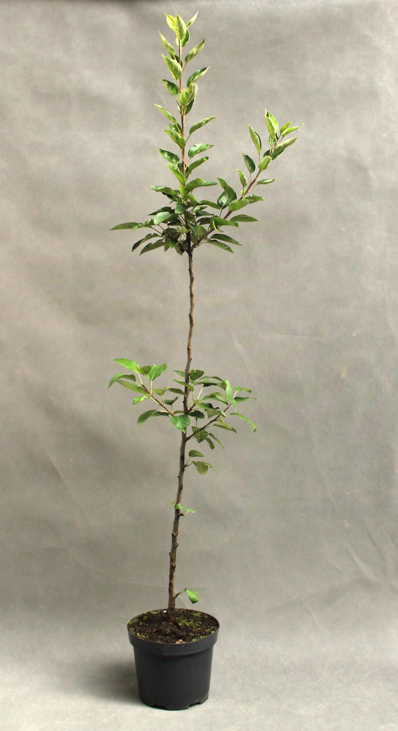 eec08b487c755d89846125eeb50db686