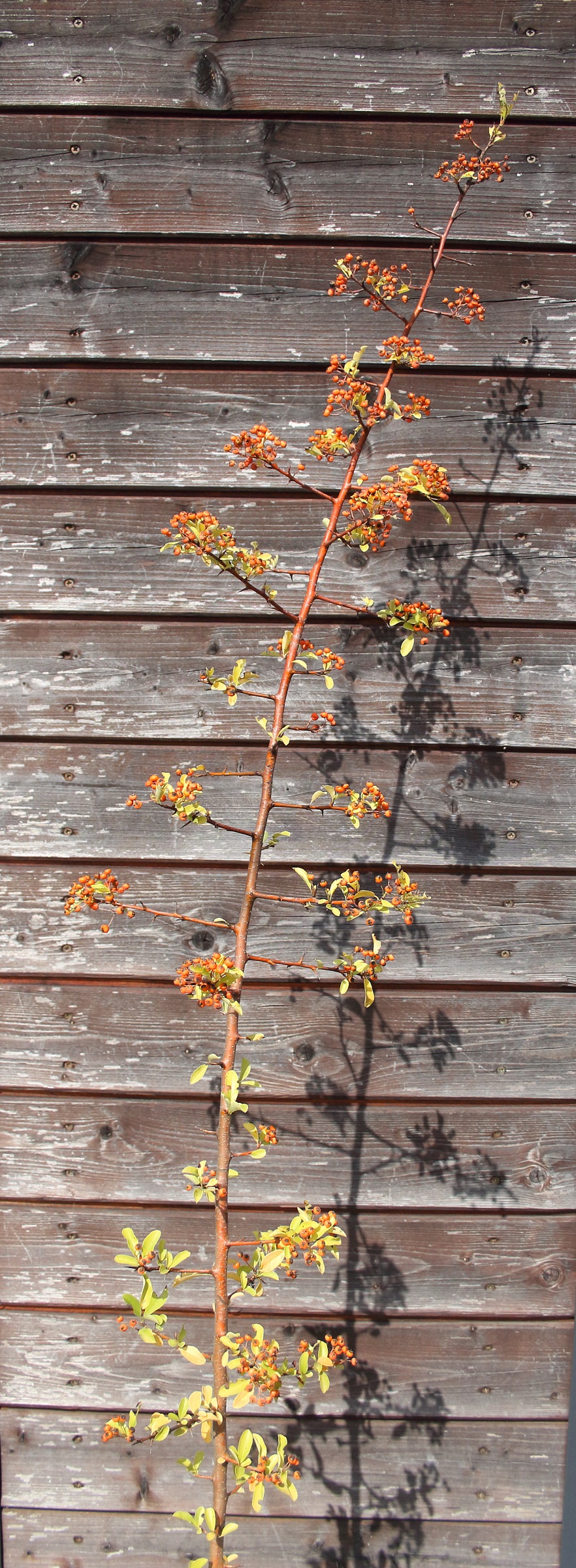 f6fcad63cc655bc861d559ede245465c