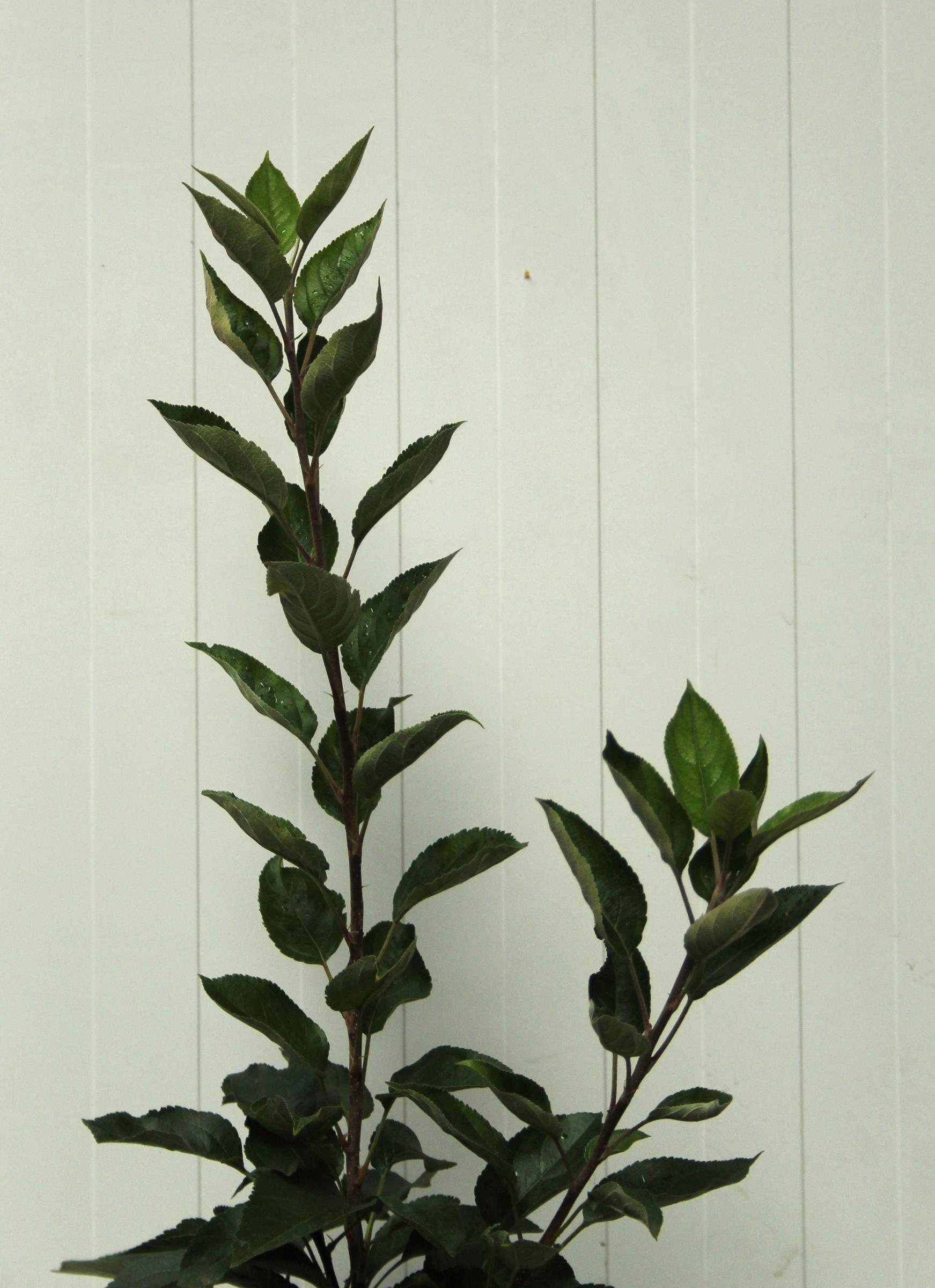 d2a1962fb6529a32c696dda4c72c7fe5