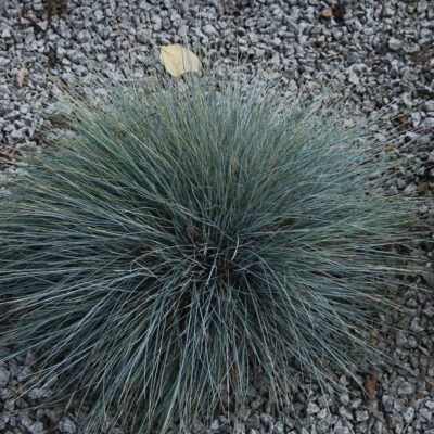 55a4a2f4a24ce7b2dc8eaf2cd637bcb6