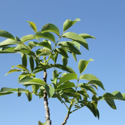 dbba04ac7d3ac066a2ae4b56aa574bf2