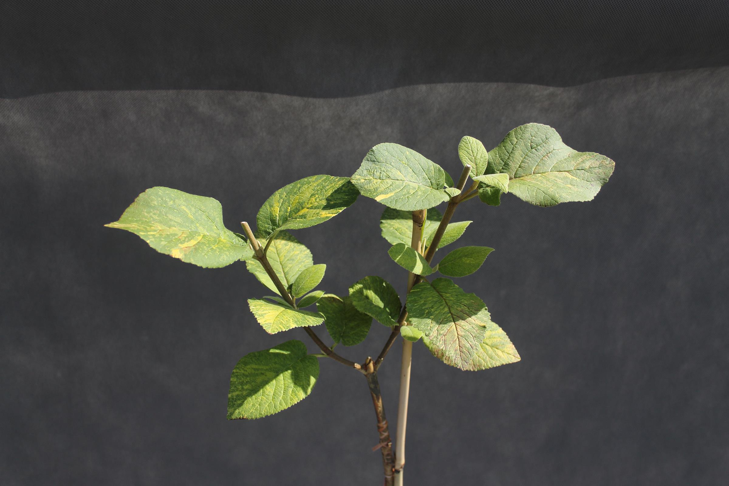 389ac79ebcfdd48805d228c593344d82