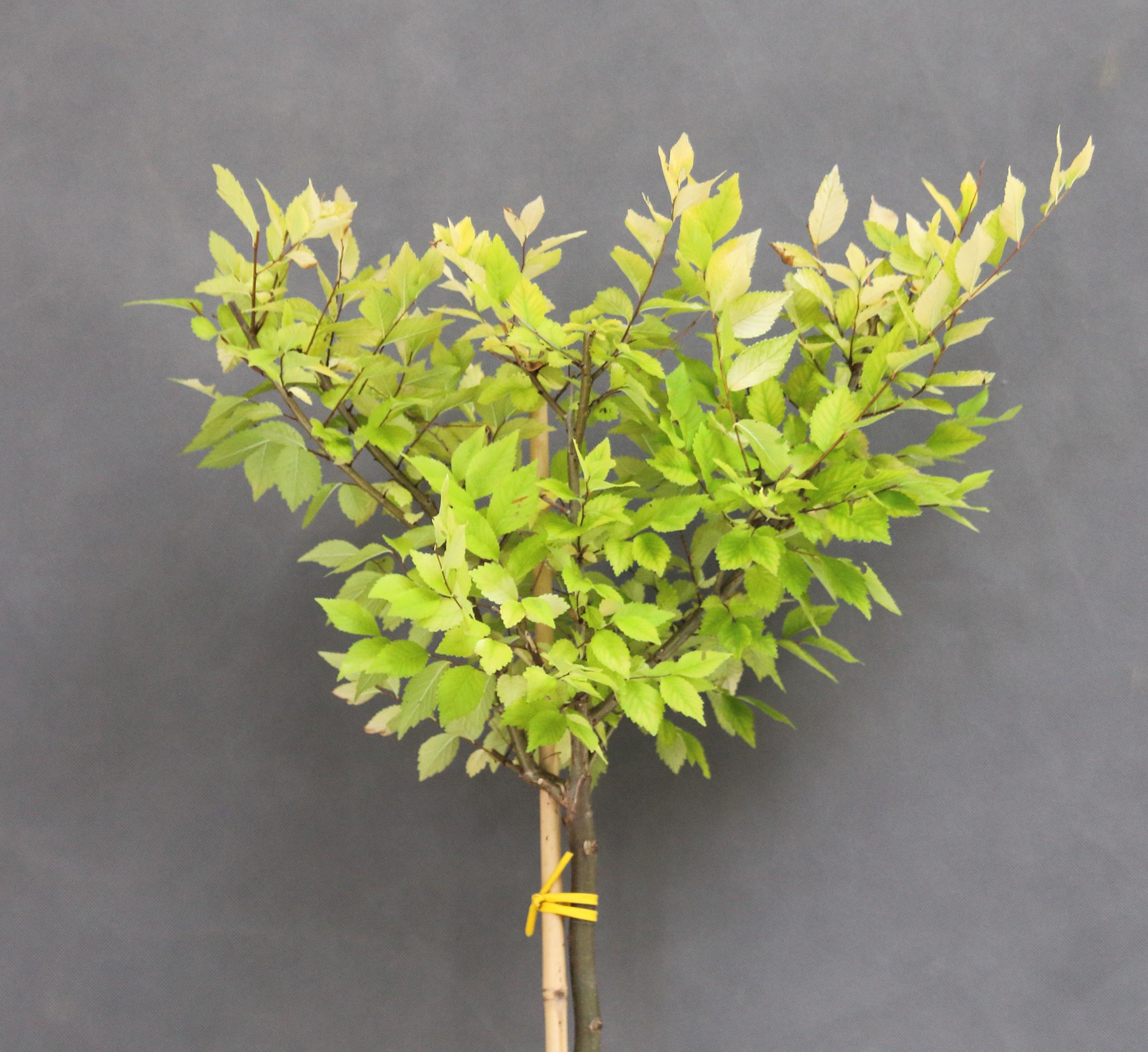 8e7f693f9b0190e5a04feea13138275c