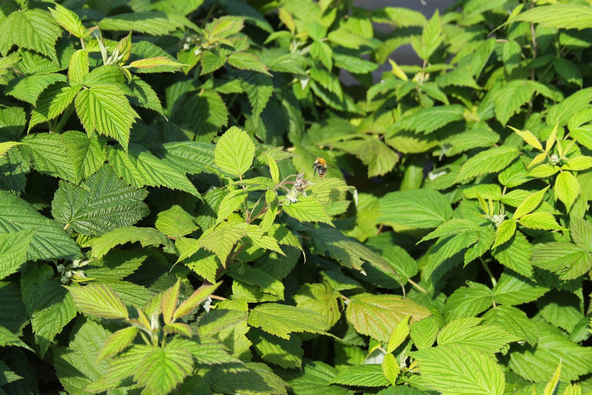 cd86aae72f2ff647ba7f3949cc347df7