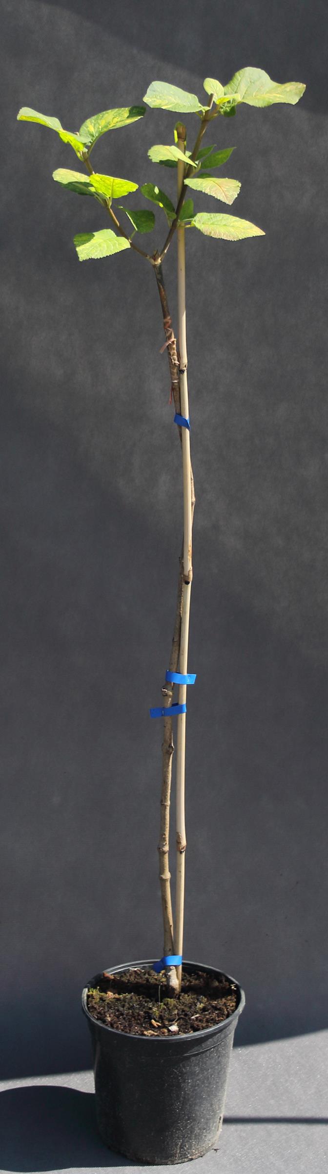 241b52a4a23be3ad2509c9107bdcc3d2