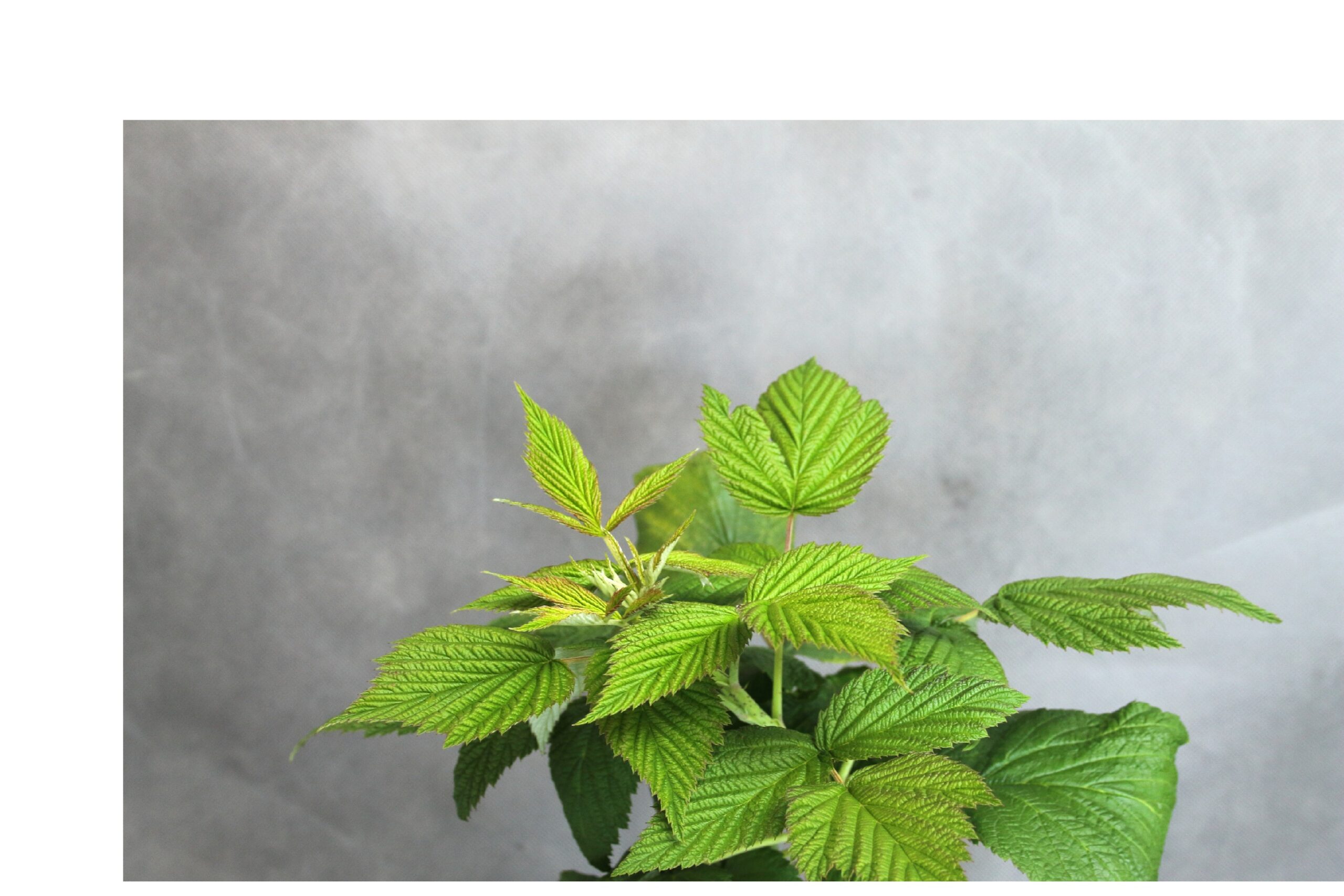 94d514903ff88f9362ddb2f94f1a3e2d