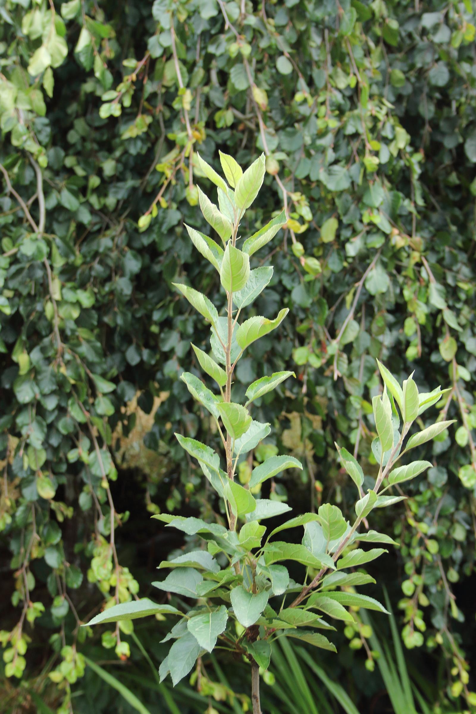 77e74776527693162a1571a4f99e1f02