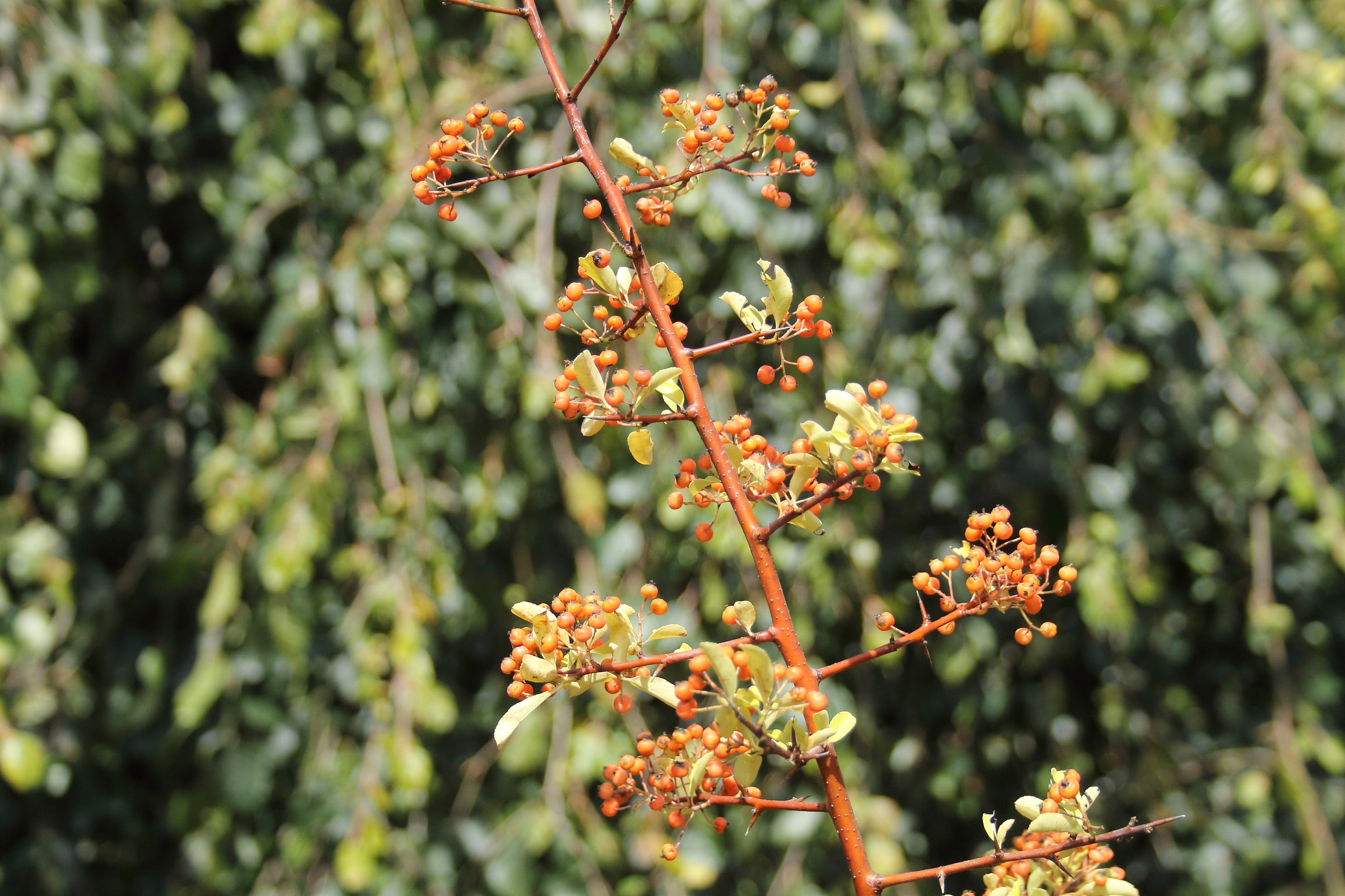 f6a0c295aeff6536a842c93a3329aba9