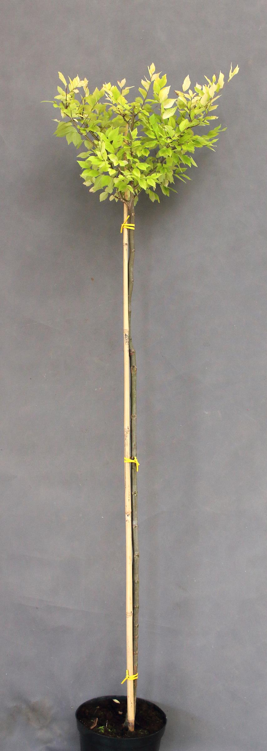 7491b9e8a6401cef0fe2a9b972cdc359