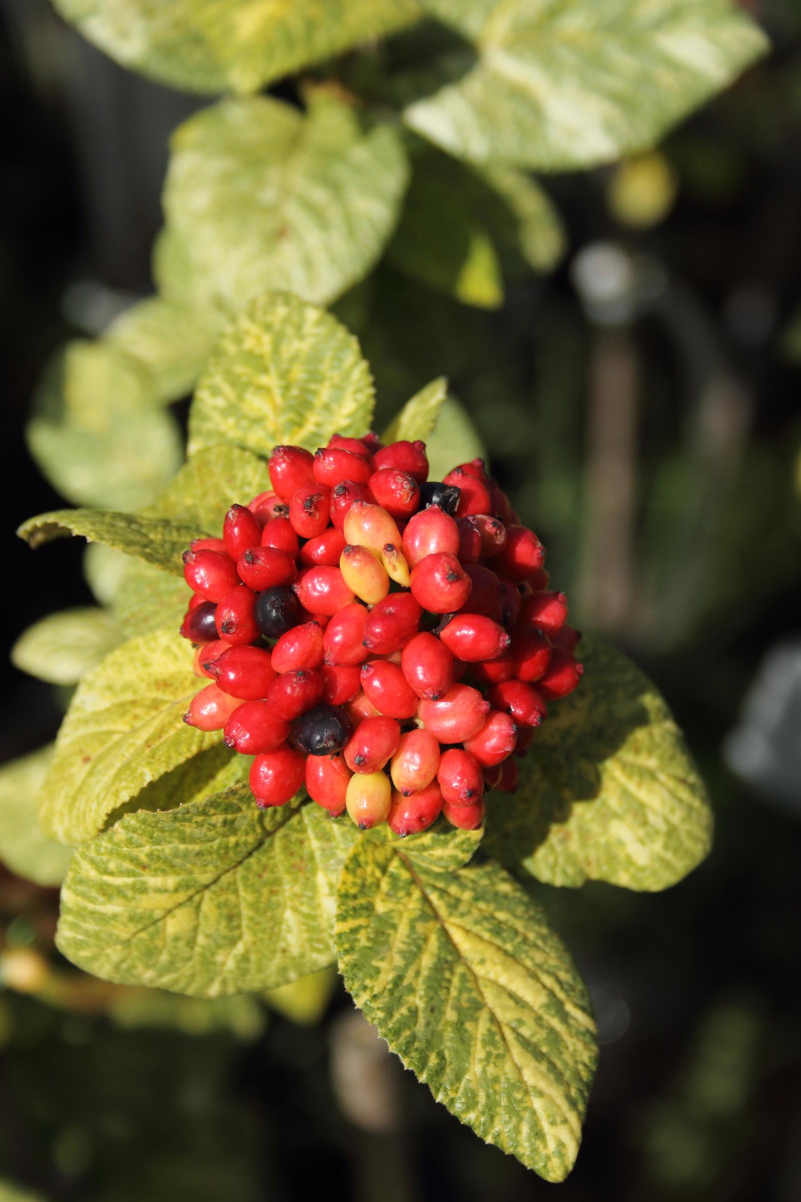 0d4b55d6ac32cf8d1bcac72896a8a651