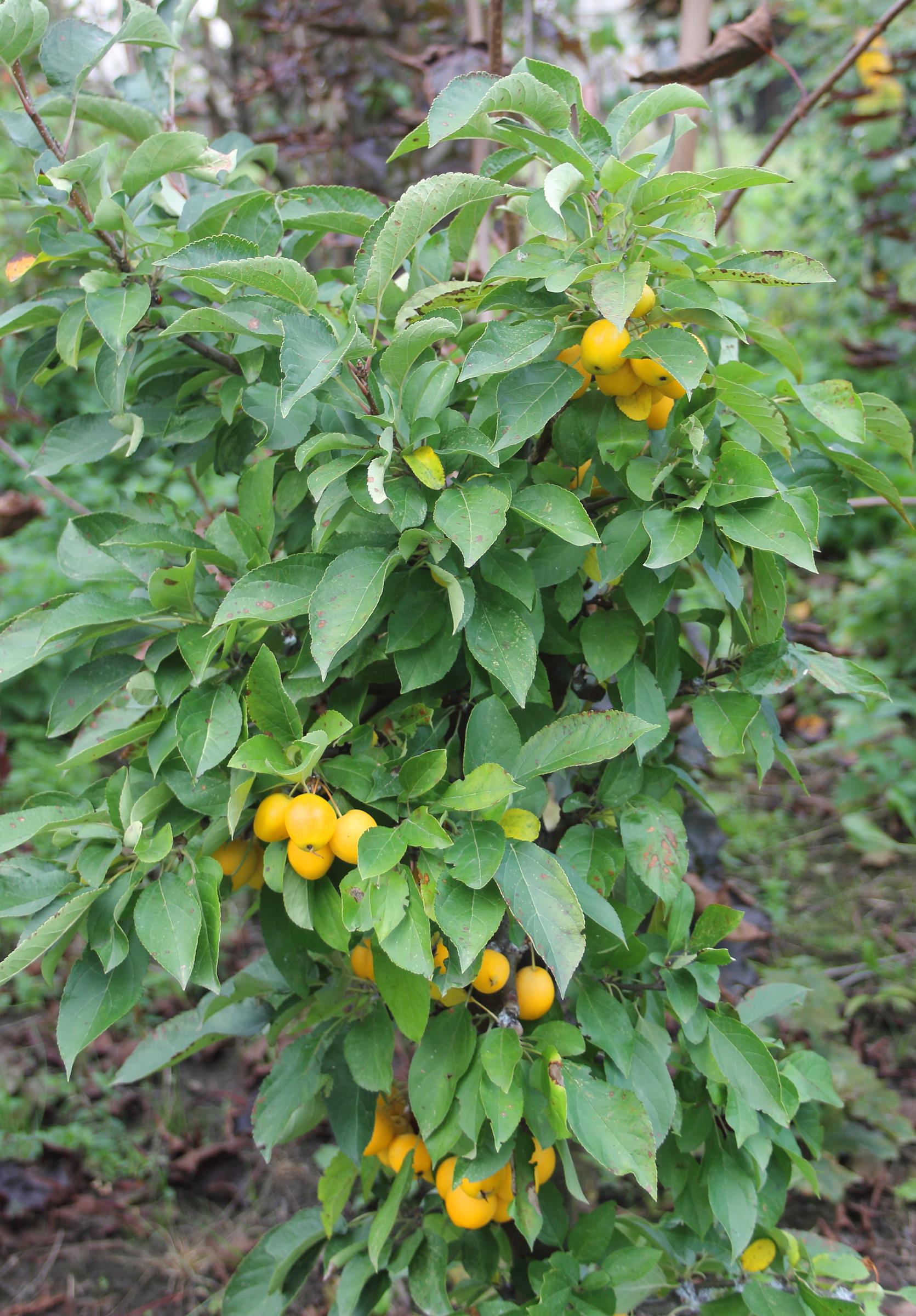 30a53fdd39123b6f6c5decb90f2b7a0a