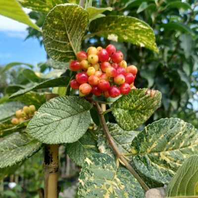 fcfad37b19621a268f563cf1a32eaf83