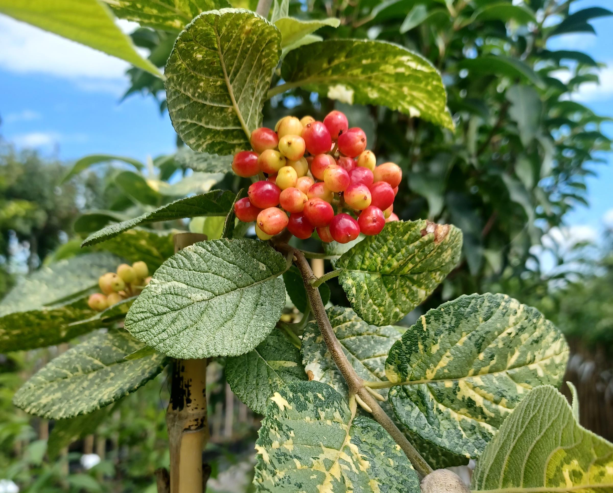 fcfad37b19621a268f563cf1a32eaf83