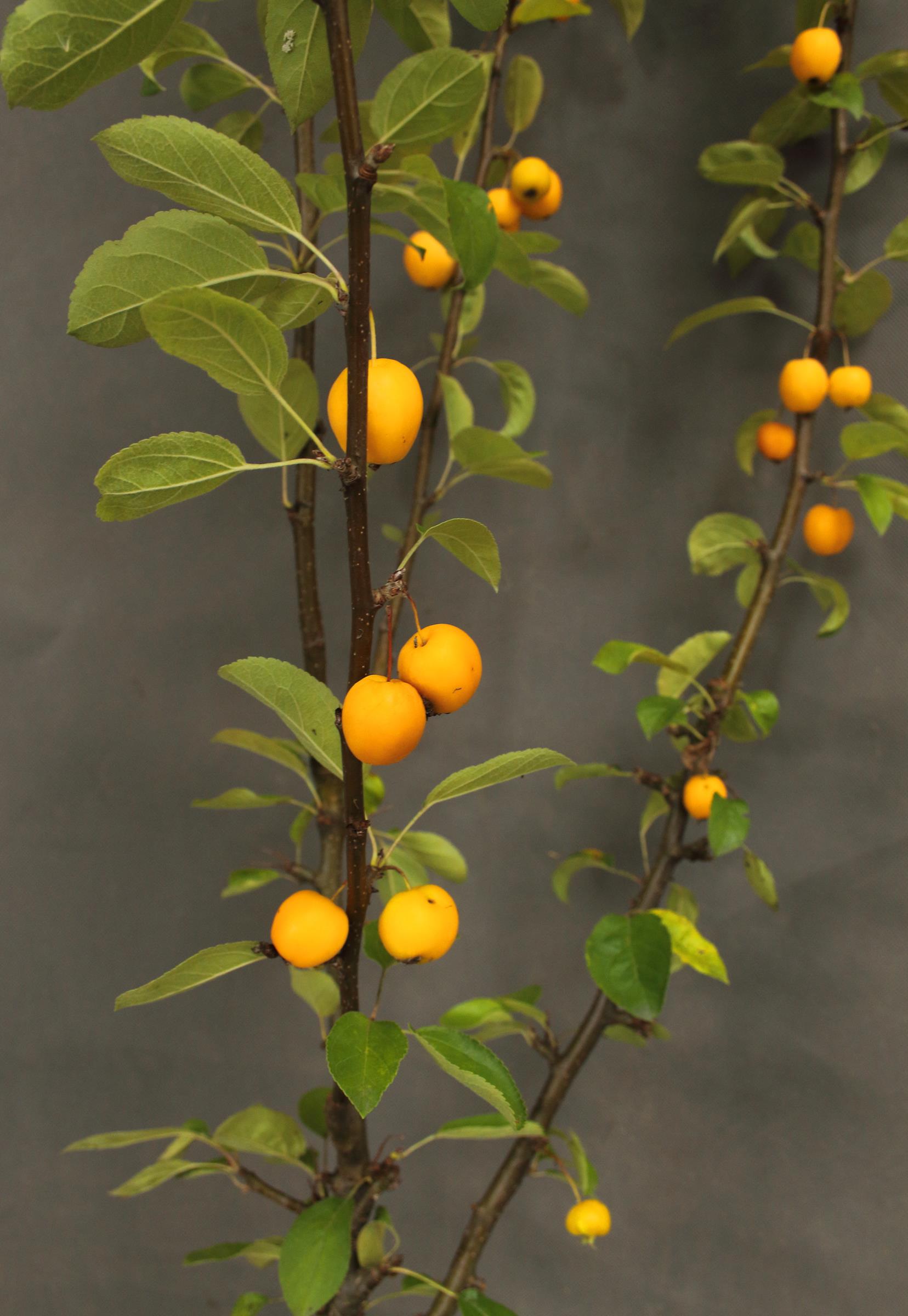 e8ad9e5fe810beca99bd79198bd268bc