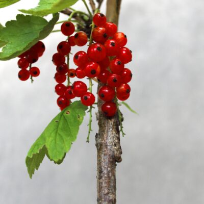 31c337780d008a339400602b3c018828