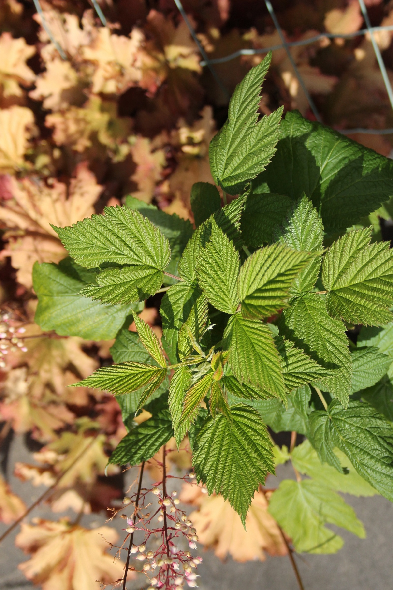 d2d596edb9d4af6cc49bd15295aa11ae