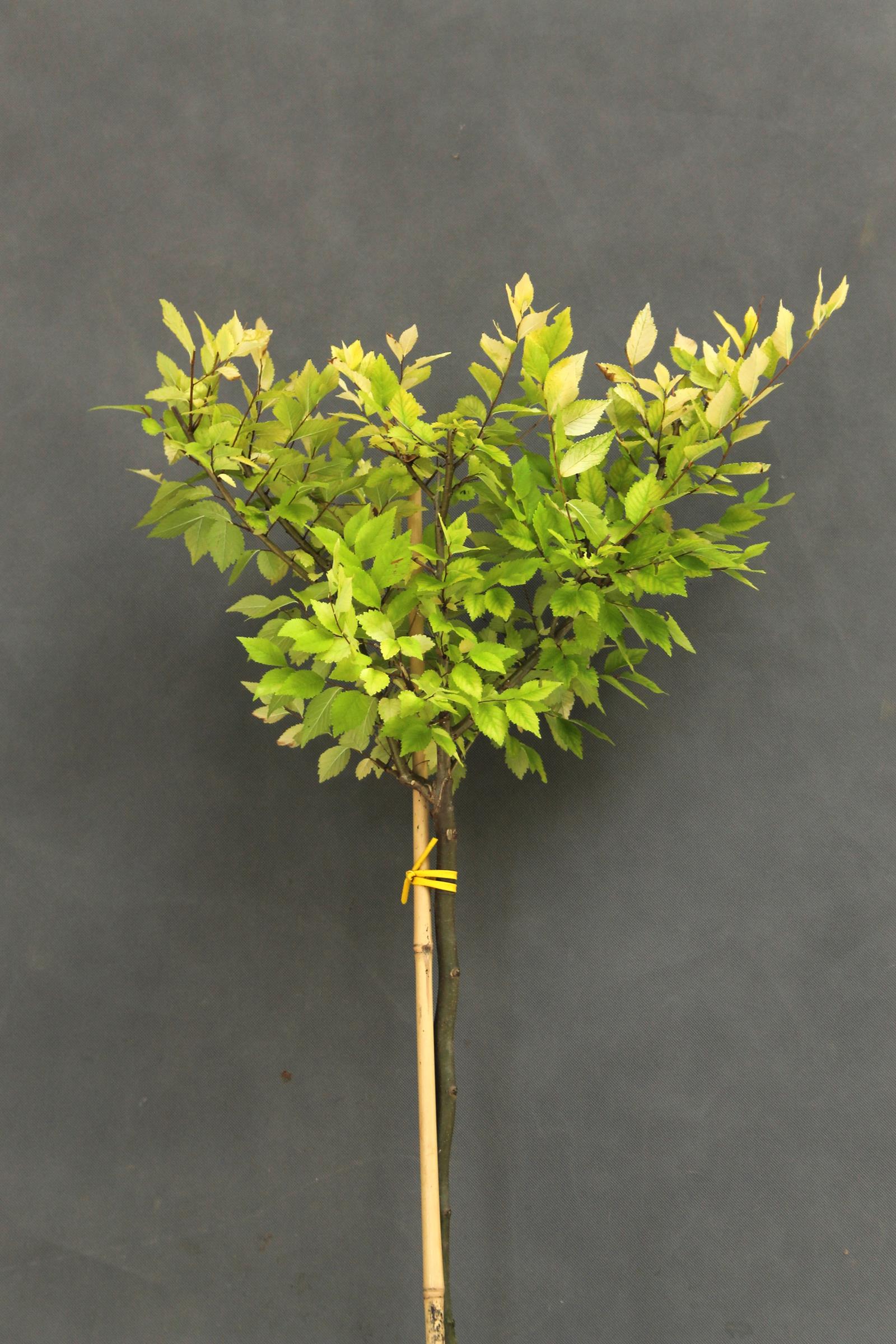 164b1a64e4a2b858c28a41e0210c84ee