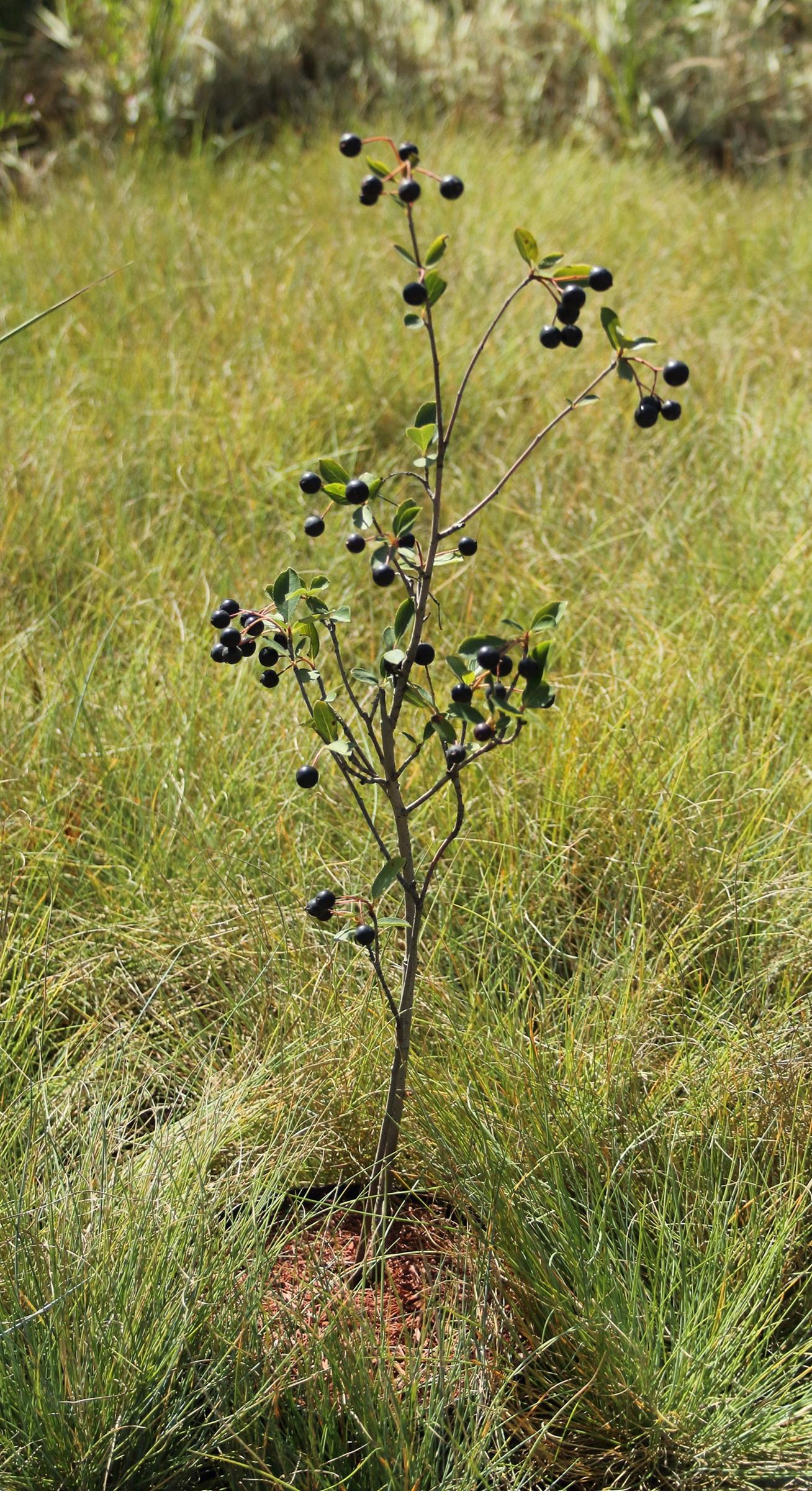 41a2f08932e8ce5eecfdc1f6001c4702