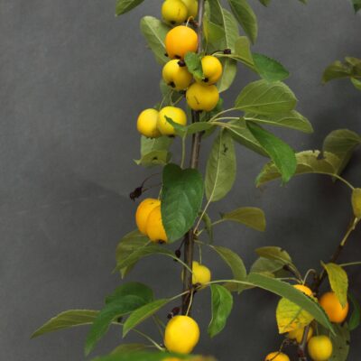 3a8db68b52b4478b679902781cc546b9