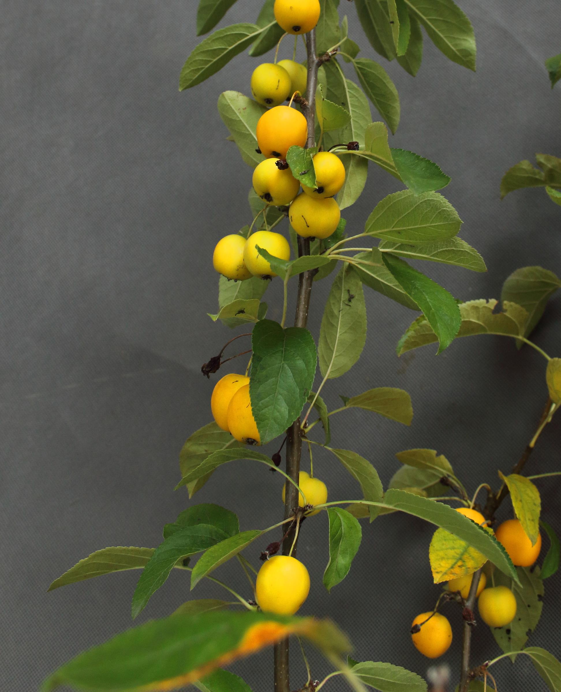 3a8db68b52b4478b679902781cc546b9