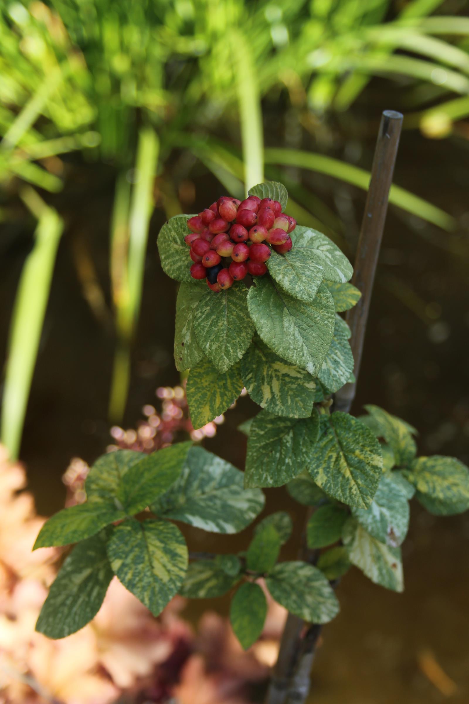 bd2325996319de1183095e4450500e09