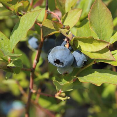 90a585abc1a68d6382e0d89b3f6d318b