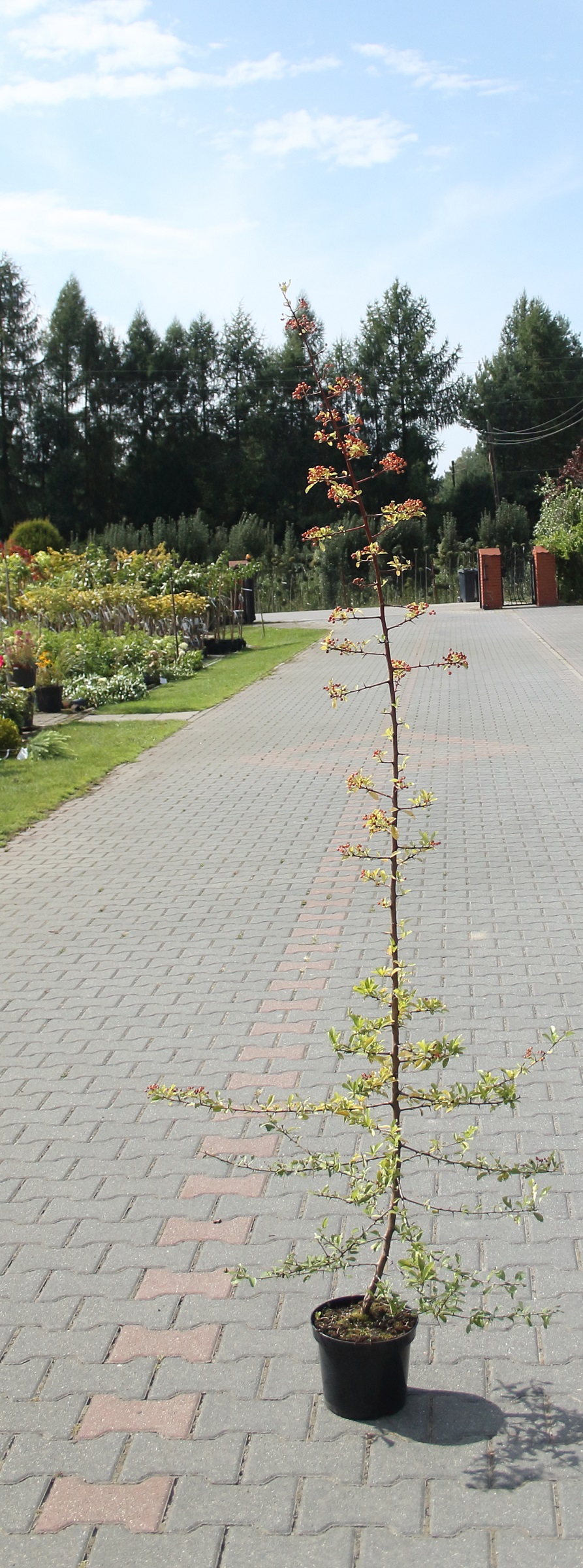 5cda15c04920c8b36db58e95e865f07c