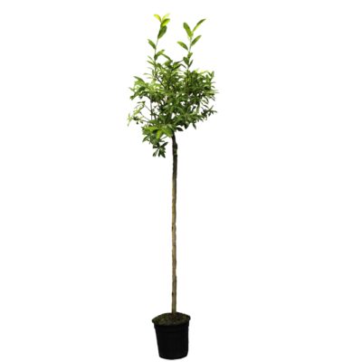 f1897601ec81a97855c9994f35748313