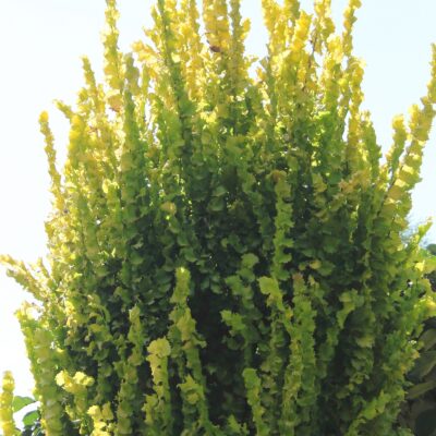 97d4ac44d9153edfe32351d4c3c80bf0