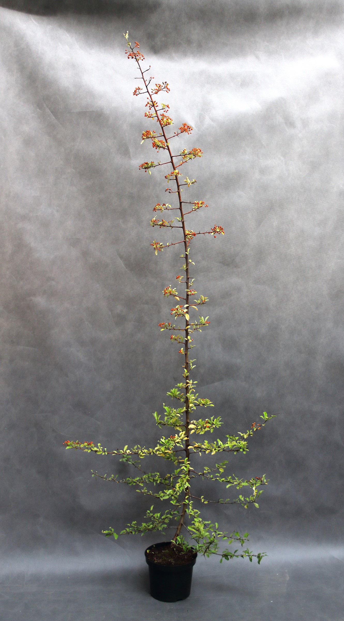 1ba32f30bc8ec9d75388f3db9959e6e1