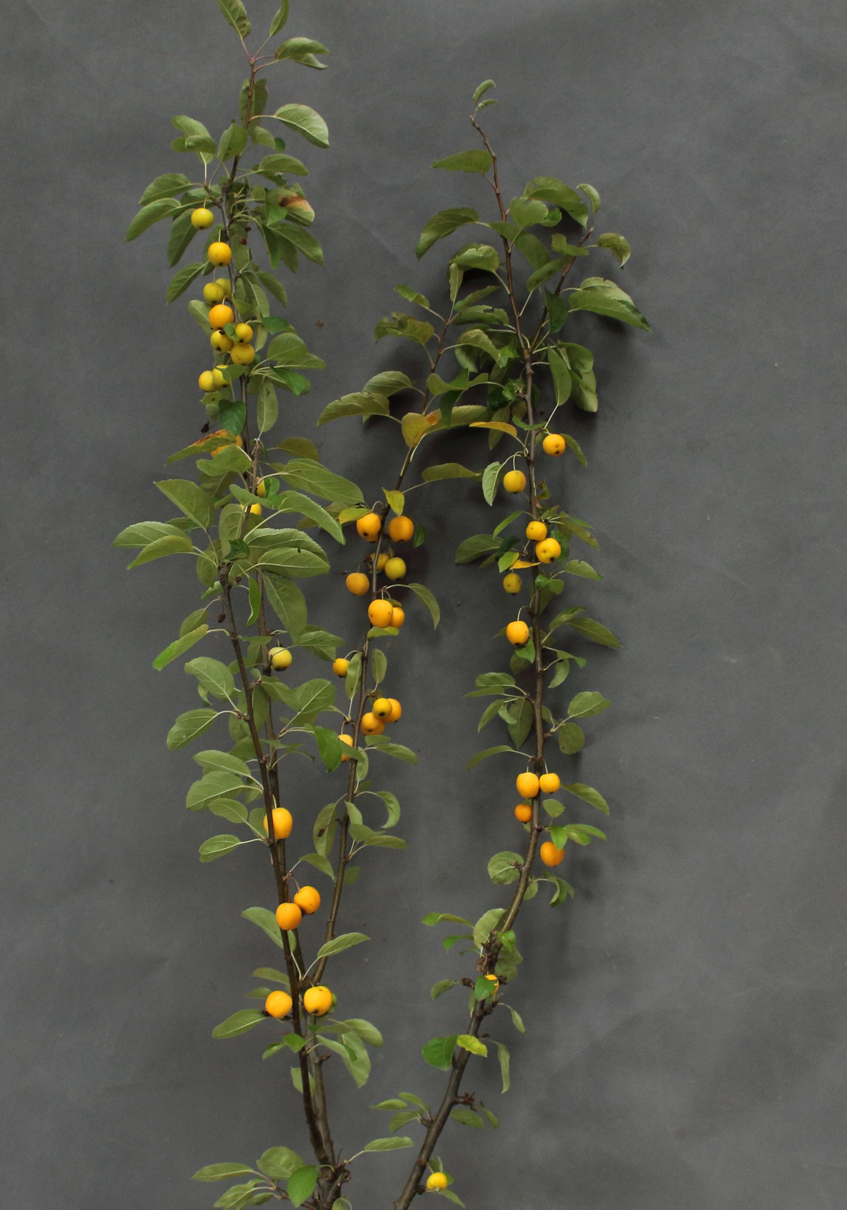 7478e767a916b31064cbbcb04a293106