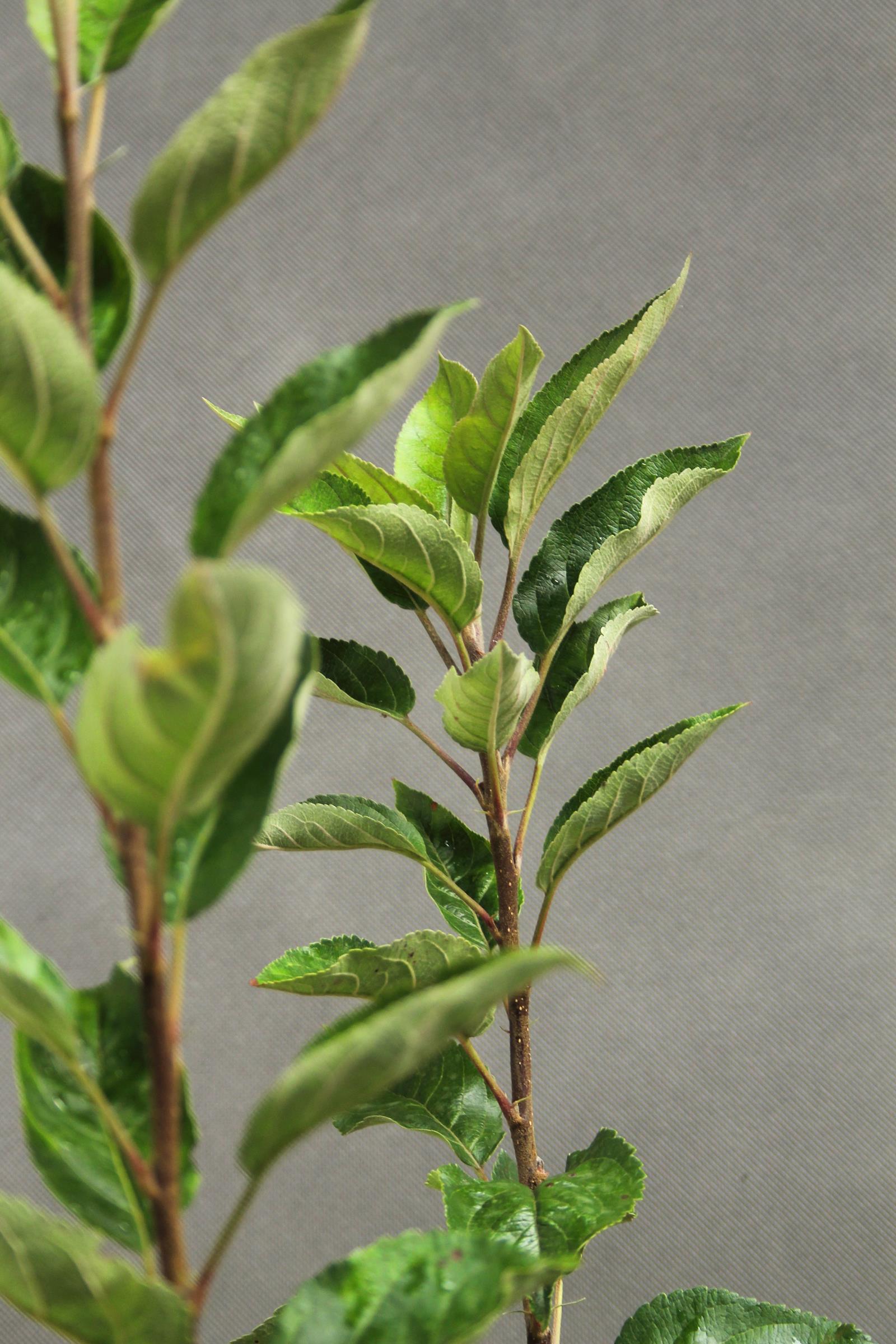 de899141193fda437c65152d4aba658a